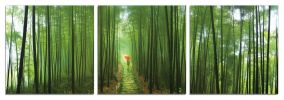 24" Canvas 3 Panels Forest Color Photo